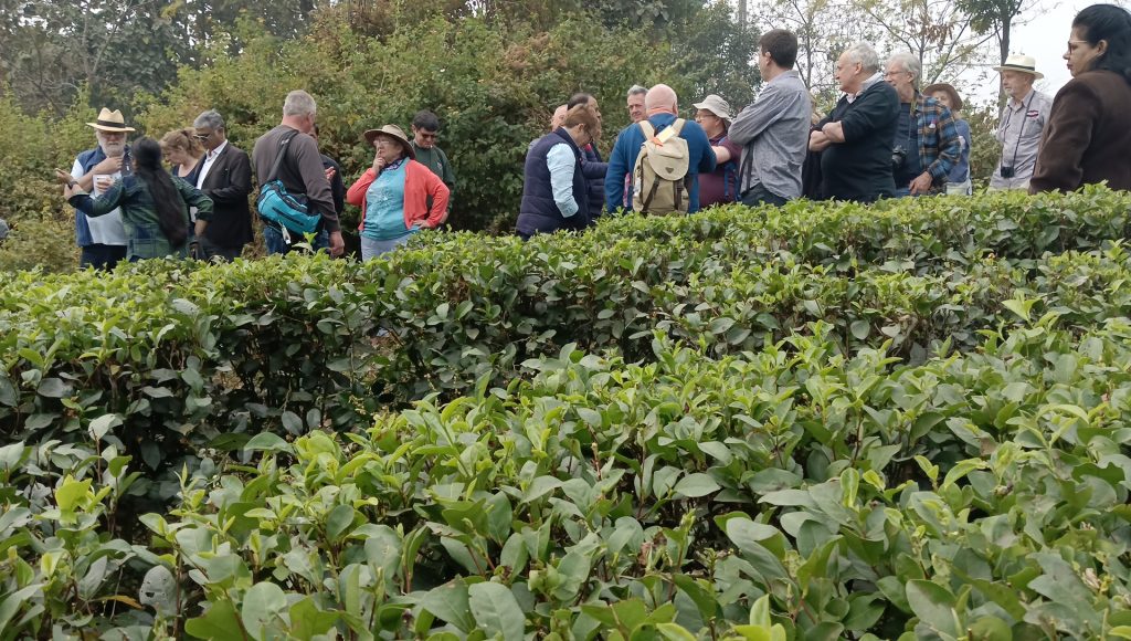 TEA TOURISM