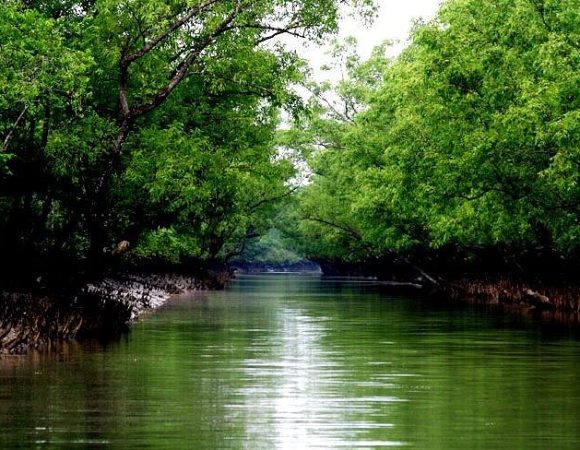 The Sundarbans