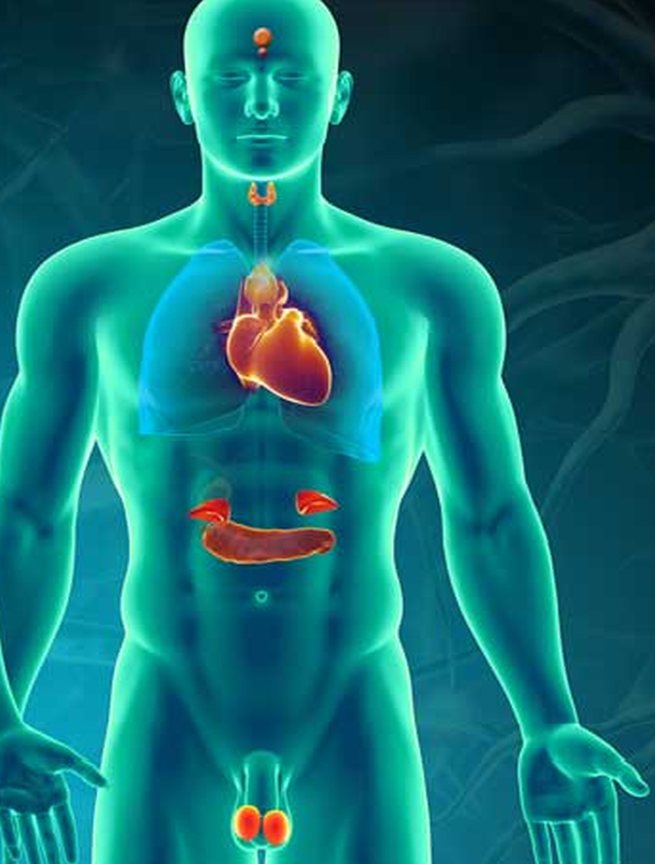  Endocrinology Specialist